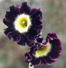 Primula auricula hybrids (2)